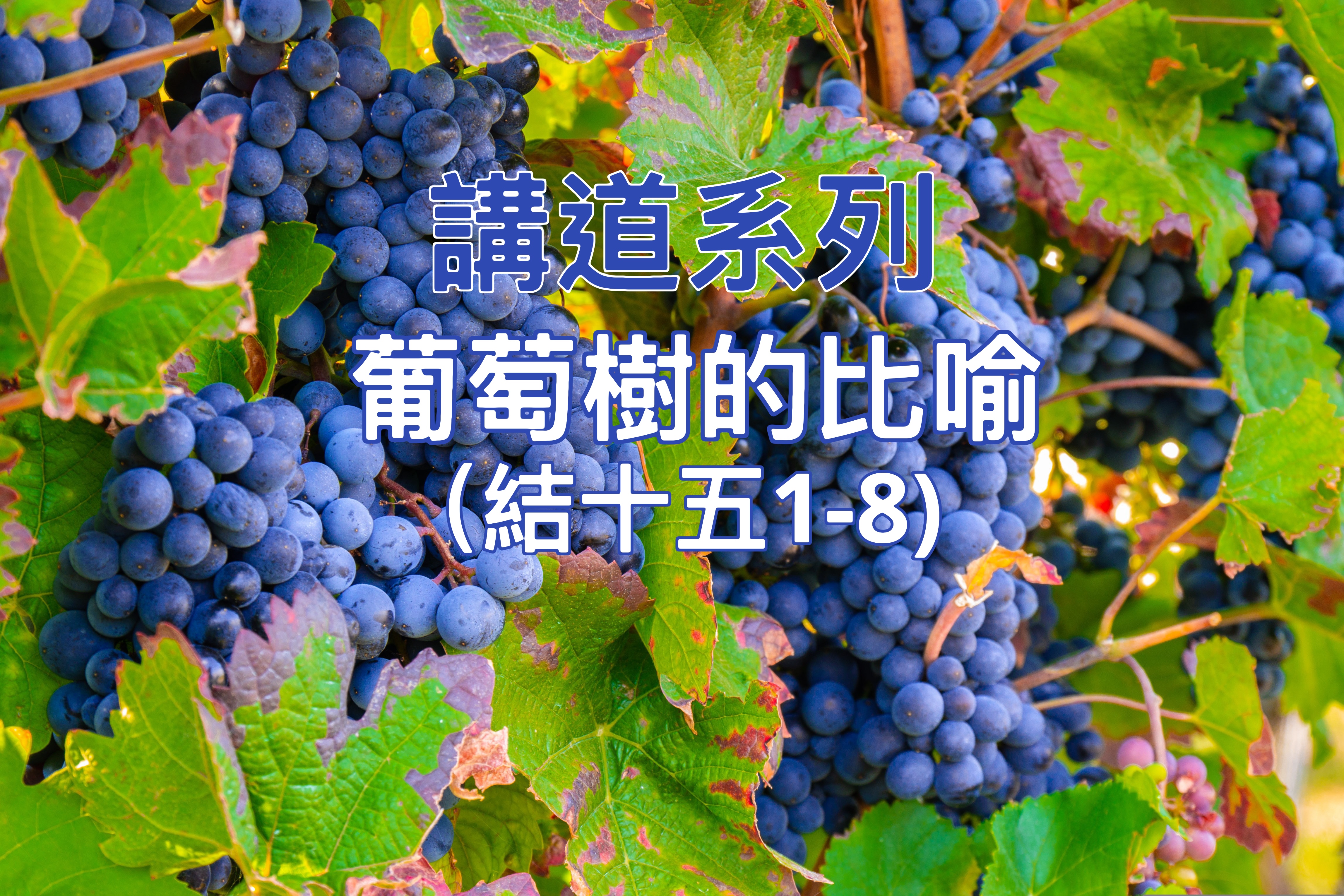 【講道系列】葡萄樹的比喻（結十五1-8）