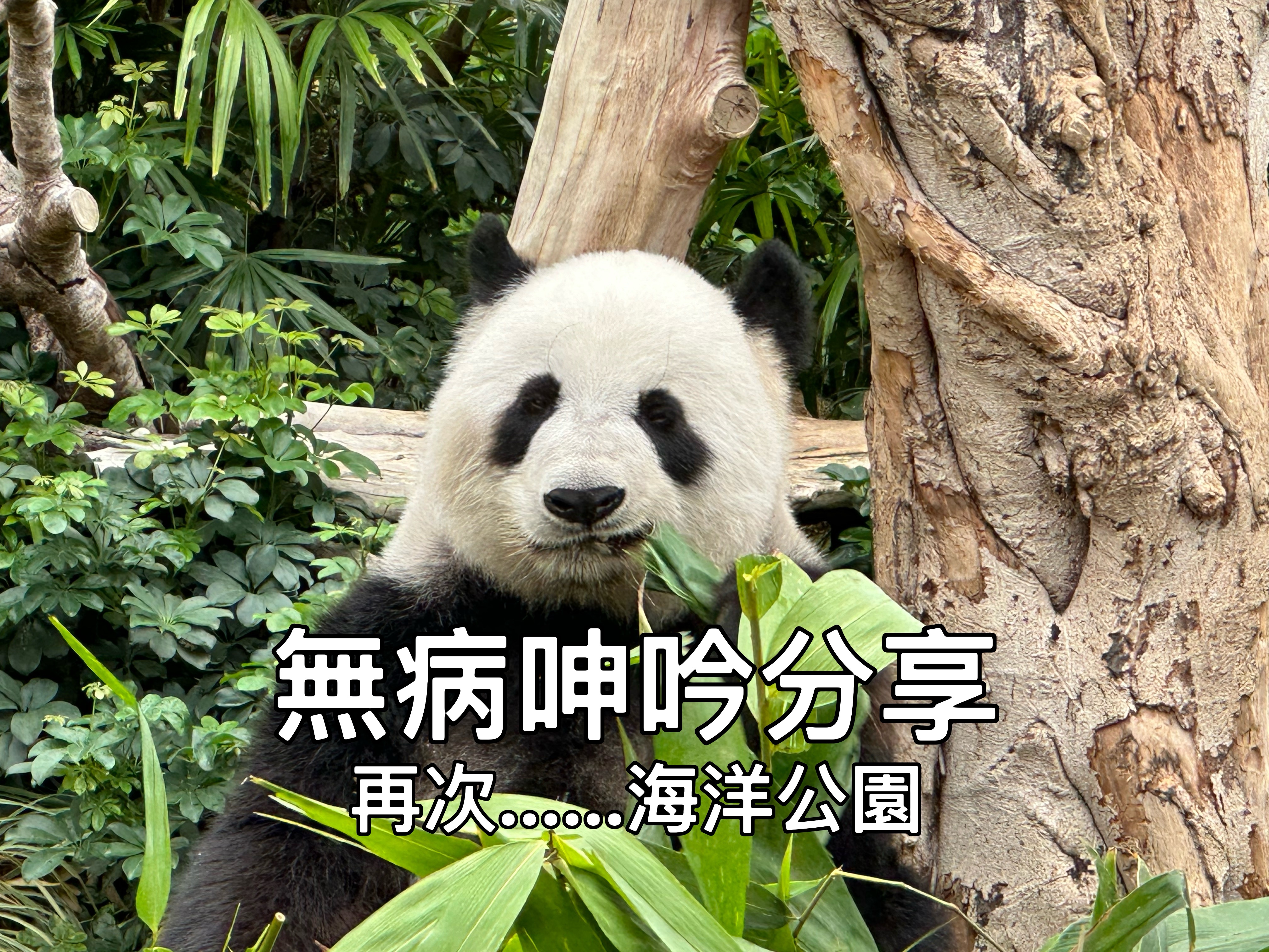 【無病呻吟分享】再次……海洋公園